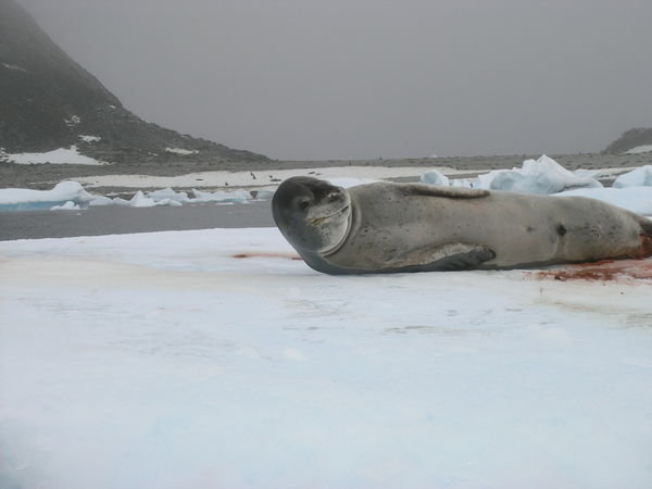 9.2 Another leopard seal on an iceberg