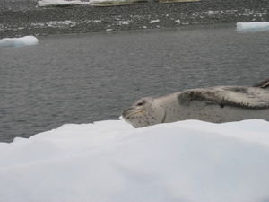 9.1 A leopard seal resting on an iceberg