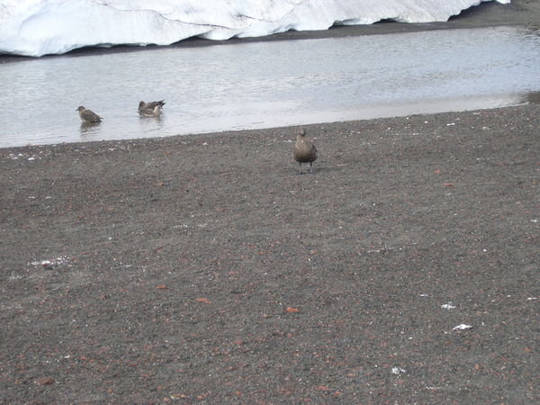 10.2 A skua bathing pool and 'rest and recreation' area near Whaler's Harbour, Deception Island