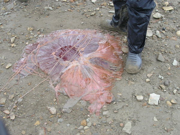 10.4 A stranded giant jelly fish on a beach on Snow Hill Island