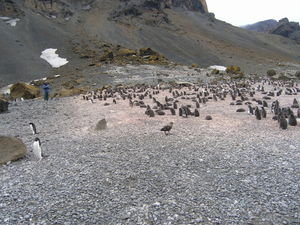 10.1 A skua in the foreground at an Adelie penguin rookery at Brown Bluff