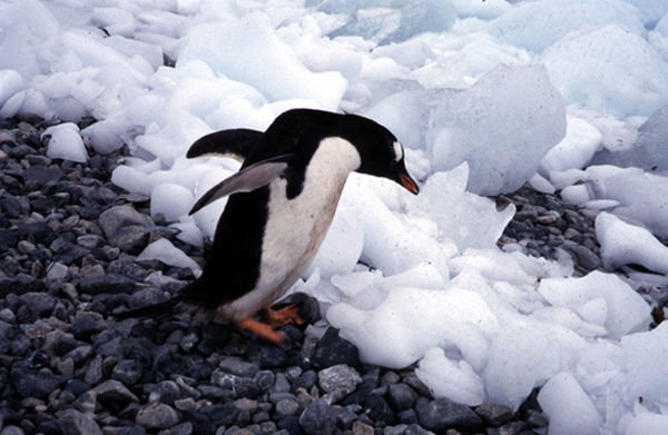 8.2 A gentoo penguin heading for the water