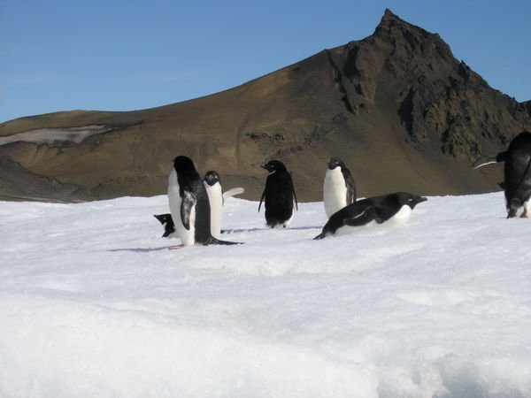 8.7 Adelie penguins at Devil Island