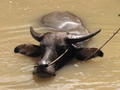 Water Buffalo in the Delta