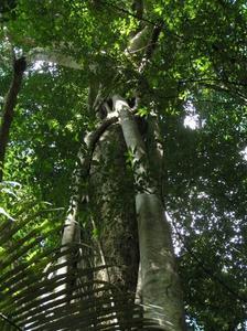 Amazon Canopy