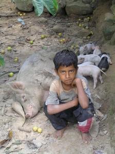 Boy with Pigs