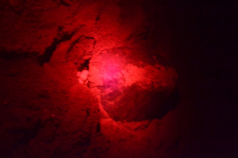 Turtle laying eggs