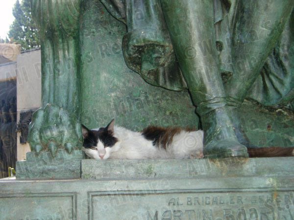 Mausoleum Cats 