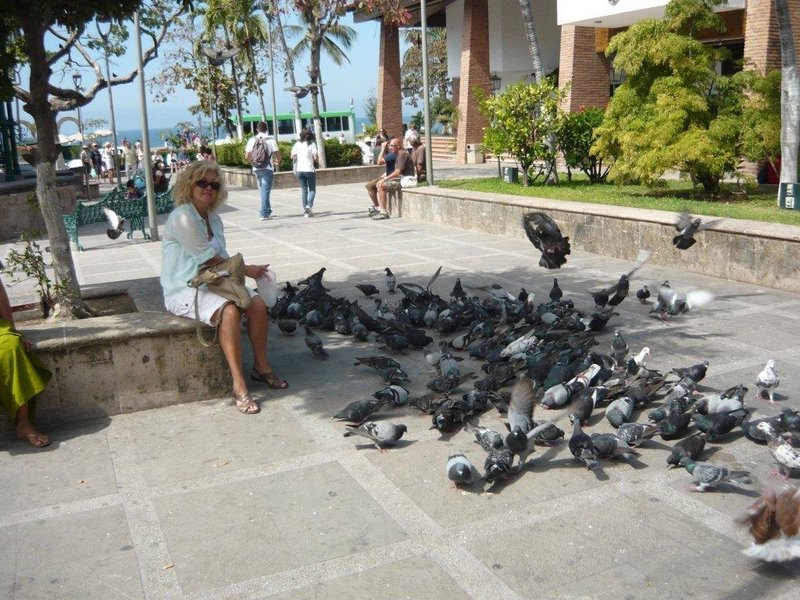 Shushing the Pigeons