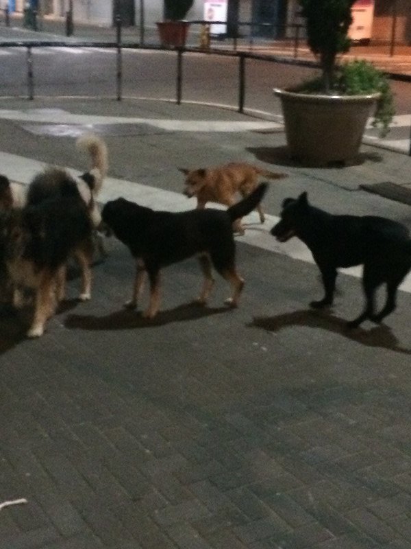 Street dogs everywhere in Chile