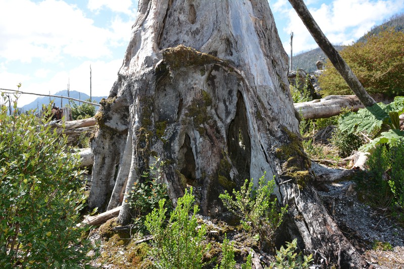 Tree at the Chaiten volcano