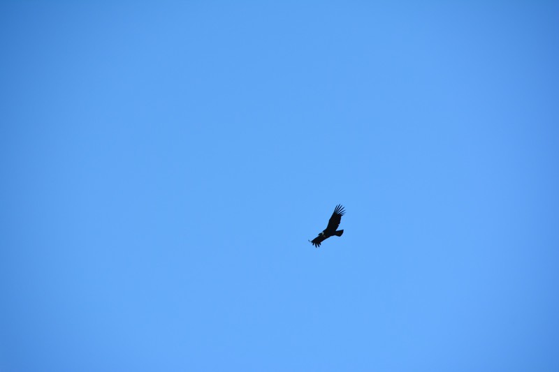 The mighty condor