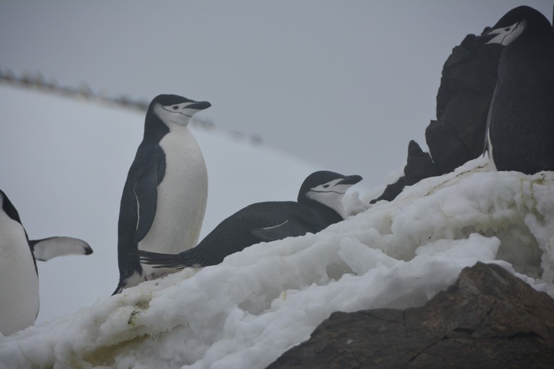 Penguins - Antarctica