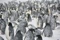 Penguins - Antarctica