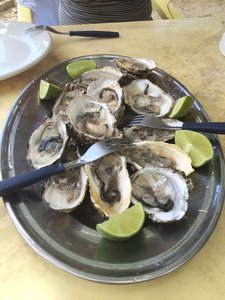 Now that what I call oysters - Florianopolis