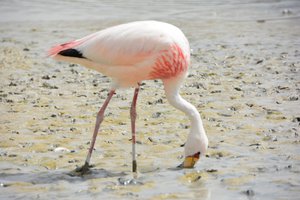 Flamingos at the tour at Salt Flats Of Uyuni 