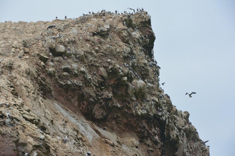 Birds on Ballestas Islands