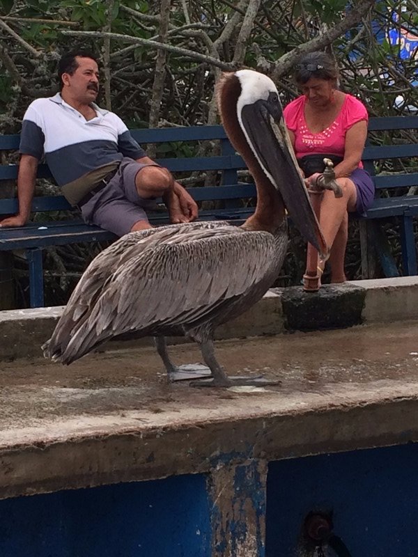Pelican at Puerto Ayora