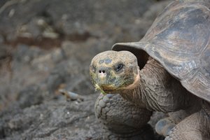 Turtle on Galapagos