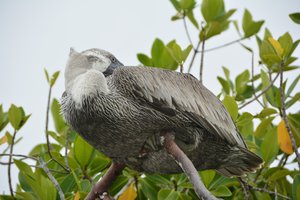 Pelican on Galapagos