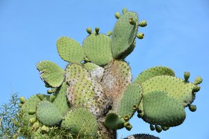 Cactus on Galapagos