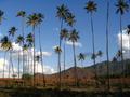 Palm Trees & Mountains