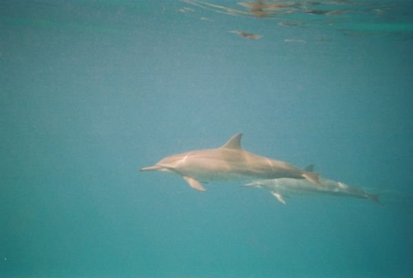 Hawaiian Spinner Dolphin