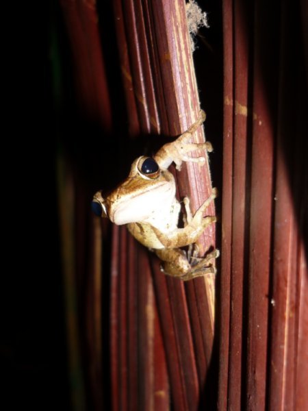Frog in our hut