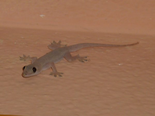 We love the geckos