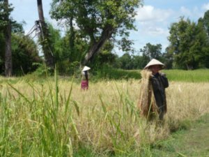 Women harvesting rice