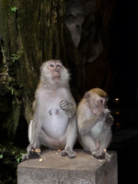 Monkeys in Batu Caves