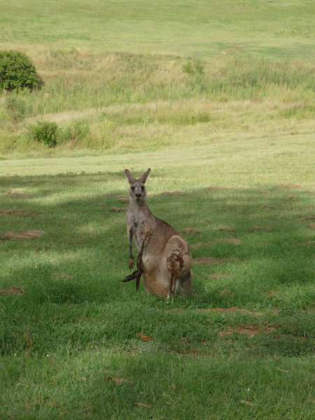 Kangaroo on site