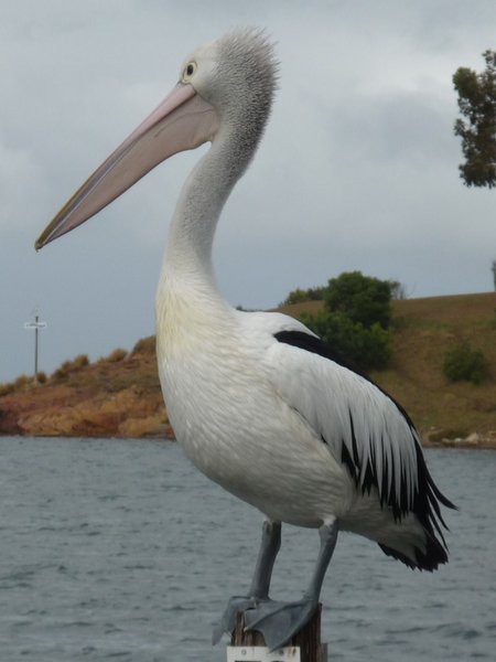 Pelican in Mallacoota