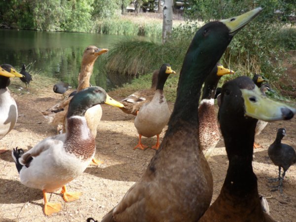 Feeding the ducks in Burra