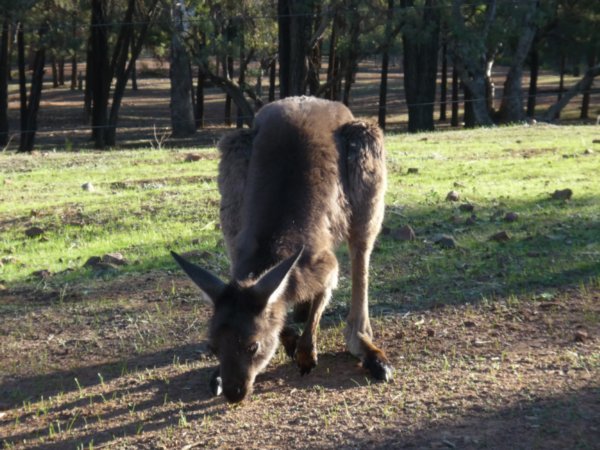 Kangaroo in Wilpena Pound Campground