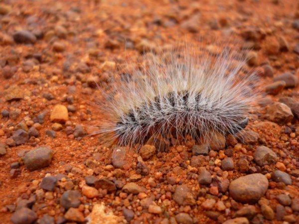 Furry Caterpillar, Uluru