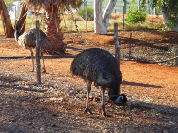 Emus!