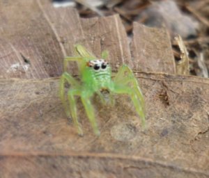 Scary Little Spider, Howard Springs (nr. Darwin)