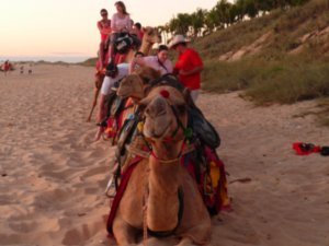 Camel Rides, Broome