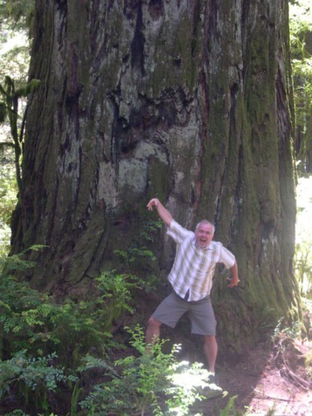 Redwood træ