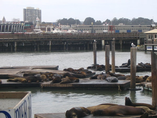 Lazy Ass Seals at the Piers