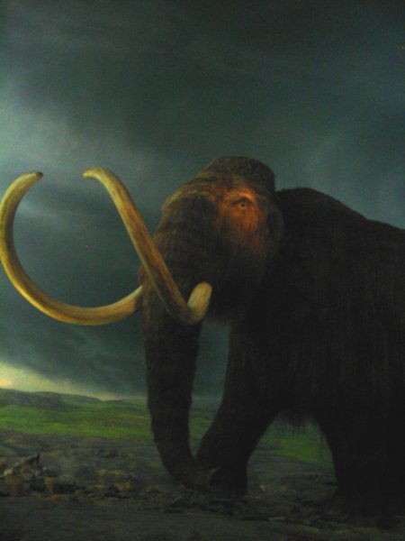 Wooly Mammoth at the Royal British Columbia Museum 