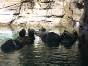 Seattle Aquarium Otters