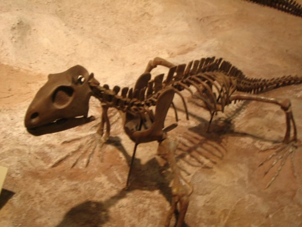 Prehistoric Fossil