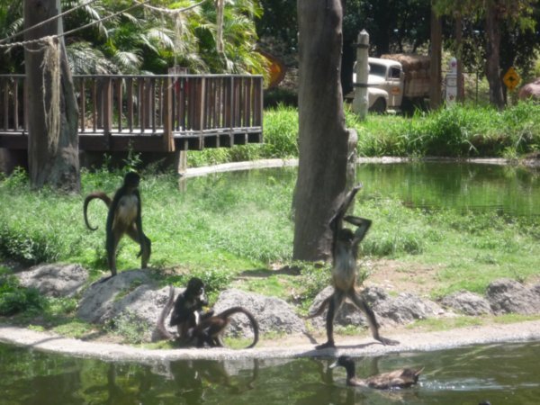 Monkeys Showing Off