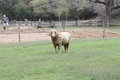 Ram or SHeep at LBJ Farm