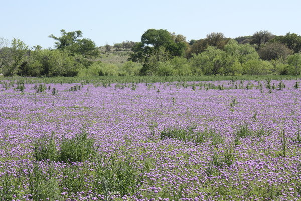 Sea of Purple Wildflowers 