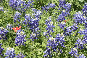 Texas Wildflower Center