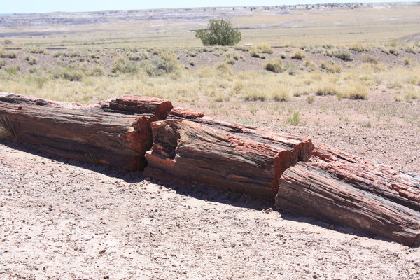 Petrified Log
