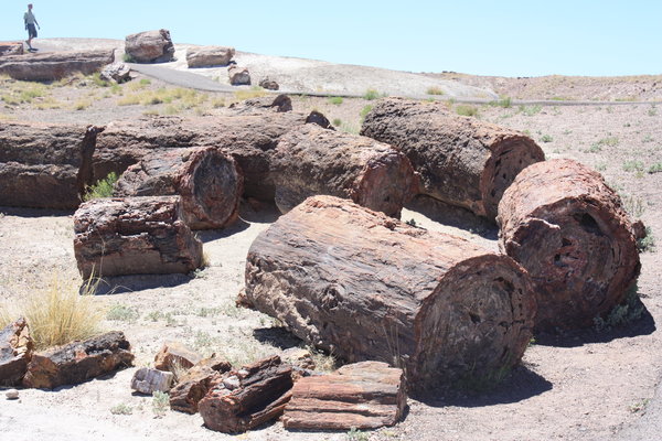 Petrified Logs